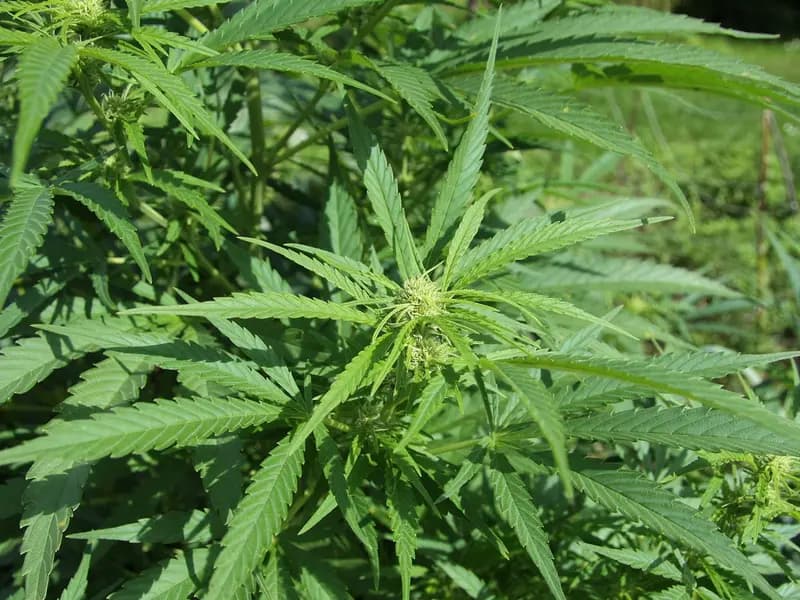 A cannabis plant in leaf, photographed in September 2010, a file photograph illustrative of the plant and not of any product tested in the trials