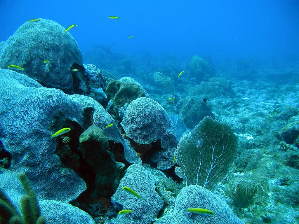 A coral reef showing patches of bleached white coral alongside healthy colourful coral and tropical fish