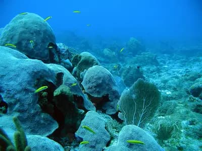 A coral reef showing patches of bleached white coral alongside healthy colourful coral and tropical fish