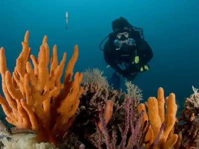 A diver hovering above sponges and soft corals at Gray's Reef National Marine Sanctuary off Georgia, in a 2017 NOAA photograph