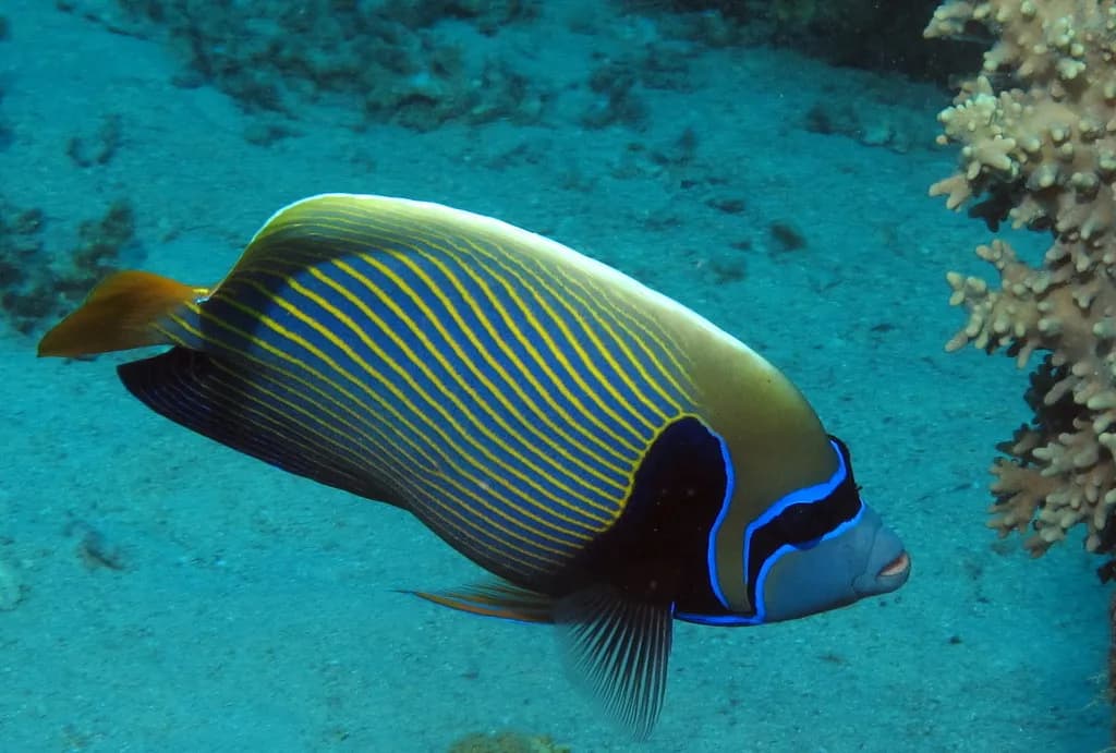 Scuba divers exploring a vibrant coral reef in the Red Sea with sunlight filtering through clear water