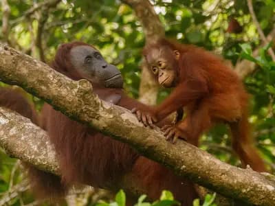 A Bornean orangutan mother and her infant resting on a branch in the forest of Tanjung Puting National Park, photographed in November 2018, a file photograph illustrative of the species and not of the animals released this week