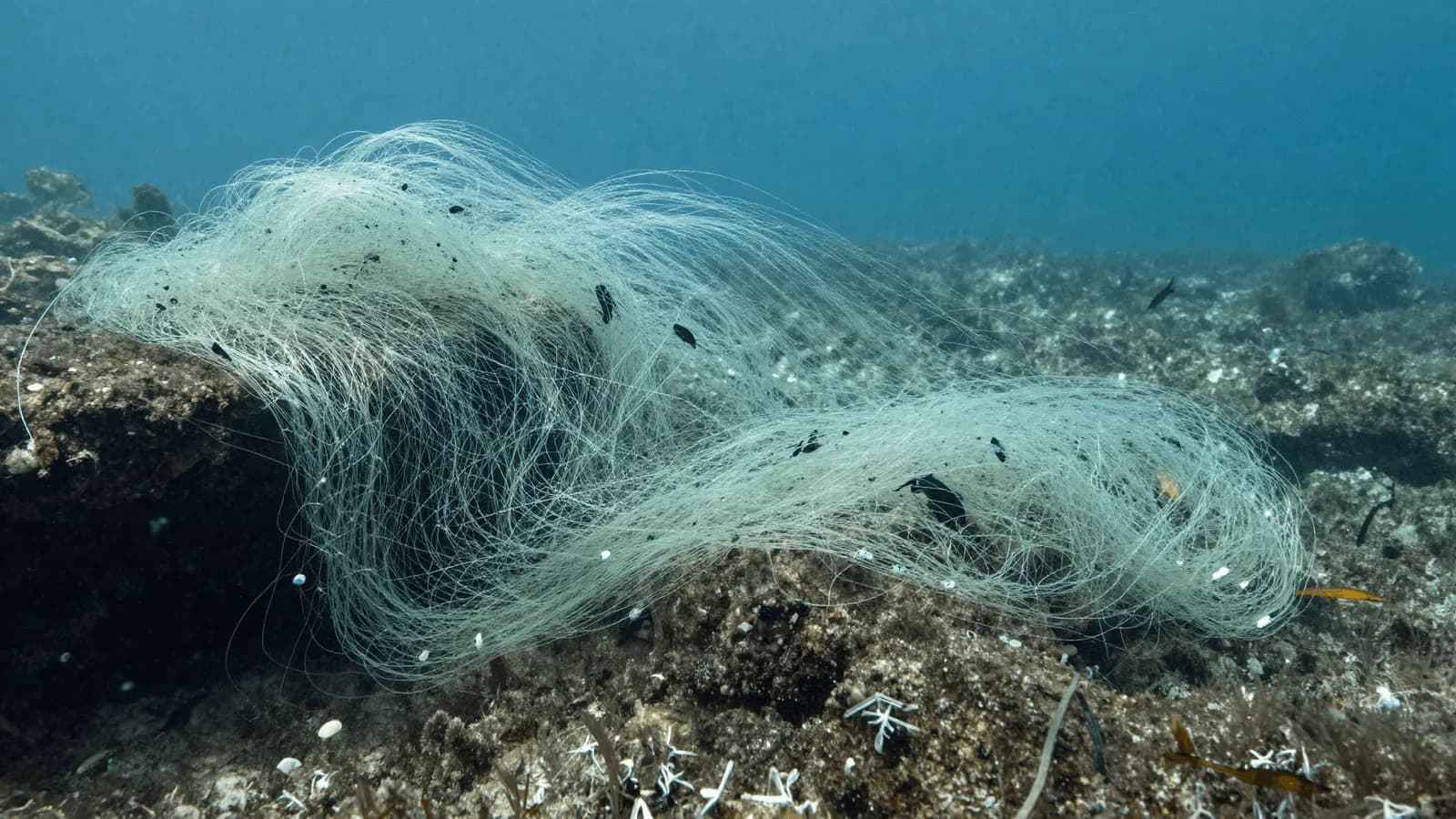 Discarded fishing net drifting over a reef, fine line barely visible in the water