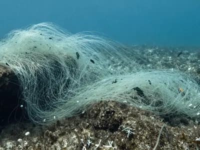 Discarded fishing net drifting over a reef, fine line barely visible in the water
