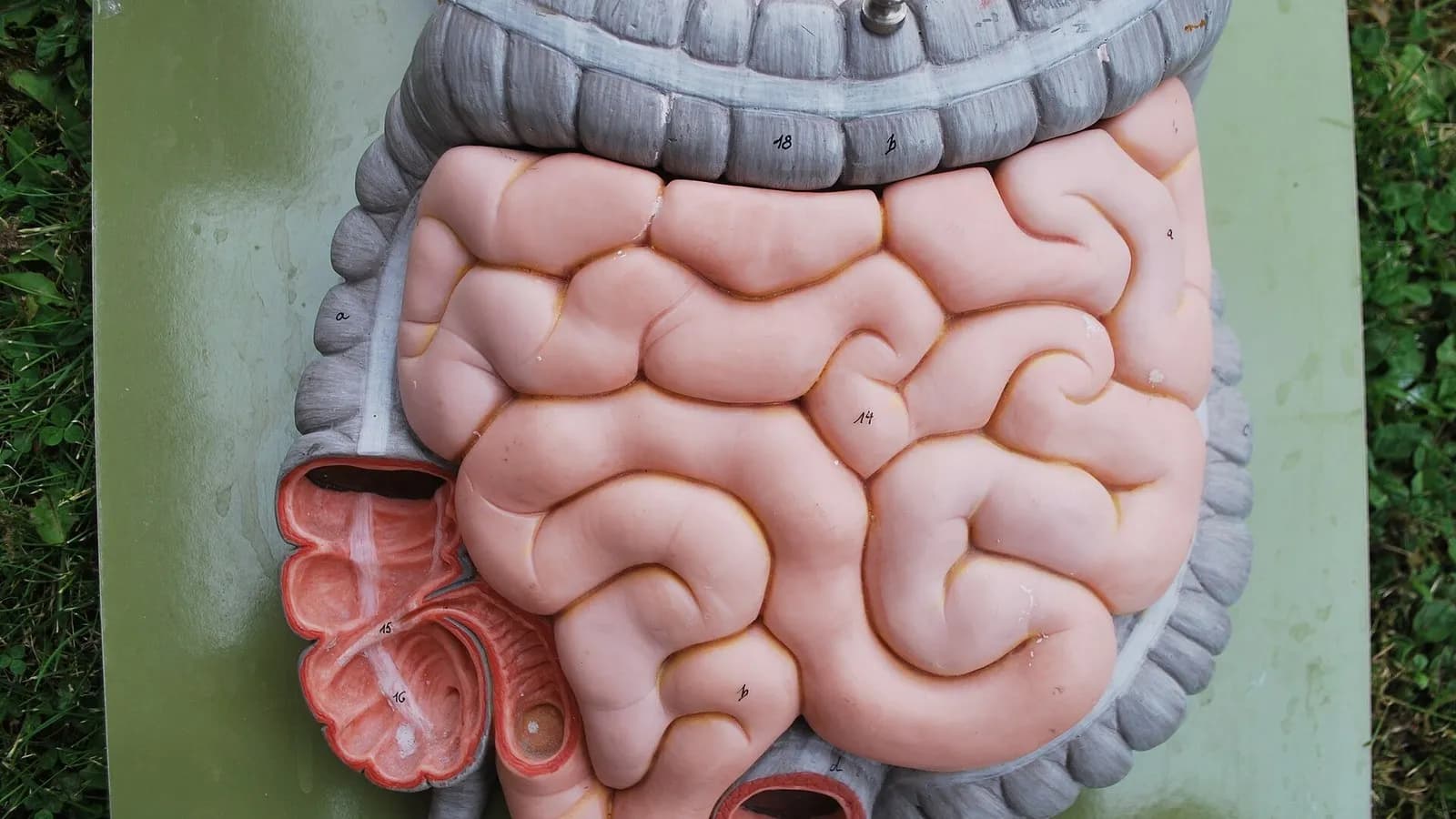 A pink anatomical model of the small and large intestines laid out on a green board outdoors, photographed on 1 June 2016, a file photograph illustrative of digestive anatomy and not of any patient or treatment