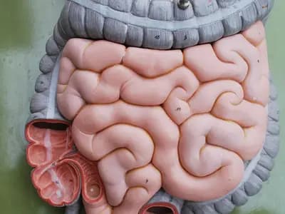 A pink anatomical model of the small and large intestines laid out on a green board outdoors, photographed on 1 June 2016, a file photograph illustrative of digestive anatomy and not of any patient or treatment