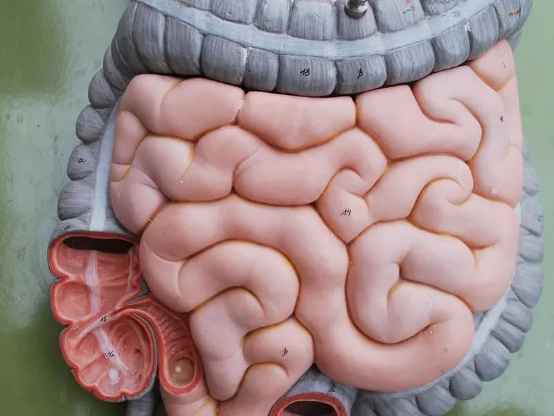 A pink anatomical model of the small and large intestines laid out on a green board outdoors, photographed on 1 June 2016, a file photograph illustrative of digestive anatomy and not of any patient or treatment