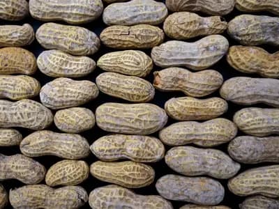 A bowl of peanuts on a kitchen surface
