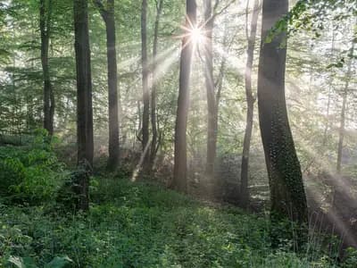 Sunlight breaking through the canopy of a broadleaf woodland onto dense green undergrowth