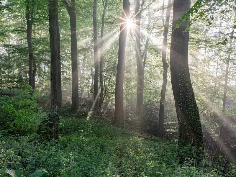 Sunlight breaking through the canopy of a broadleaf woodland onto dense green undergrowth