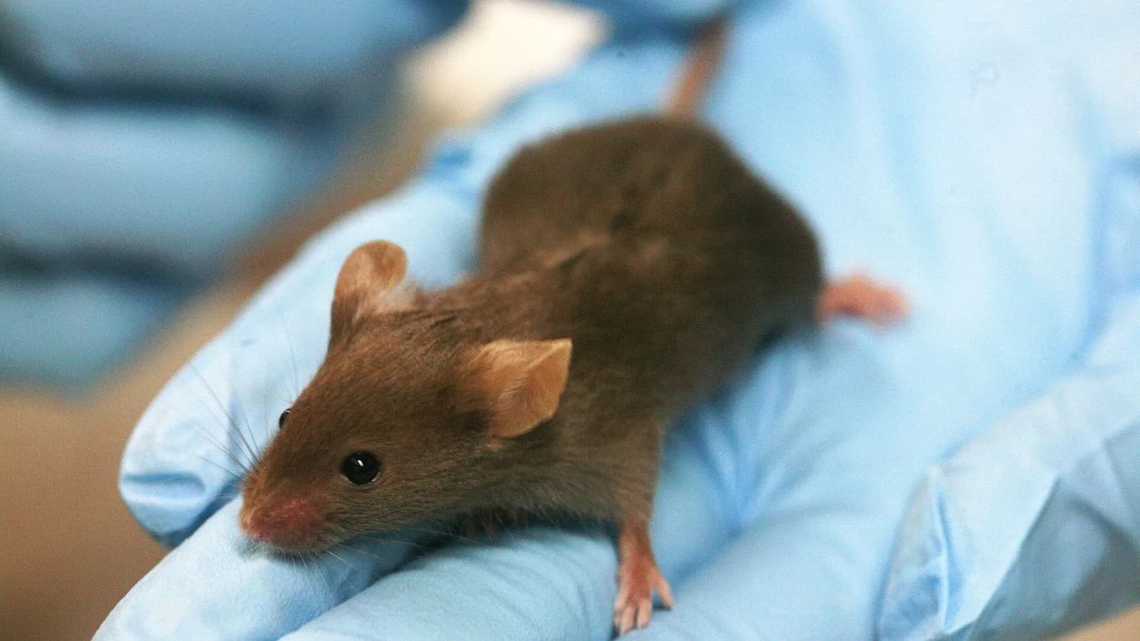 A brown laboratory mouse resting on a hand in a pale blue glove, photographed on 3 July 2008, a file photograph of a laboratory mouse and not of the UCSF experiment