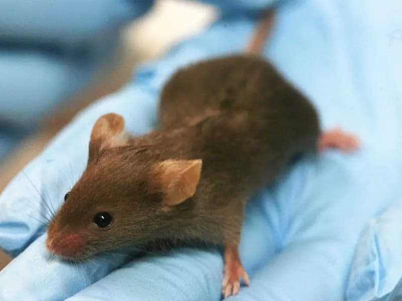 A brown laboratory mouse resting on a hand in a pale blue glove, photographed on 3 July 2008, a file photograph of a laboratory mouse and not of the UCSF experiment