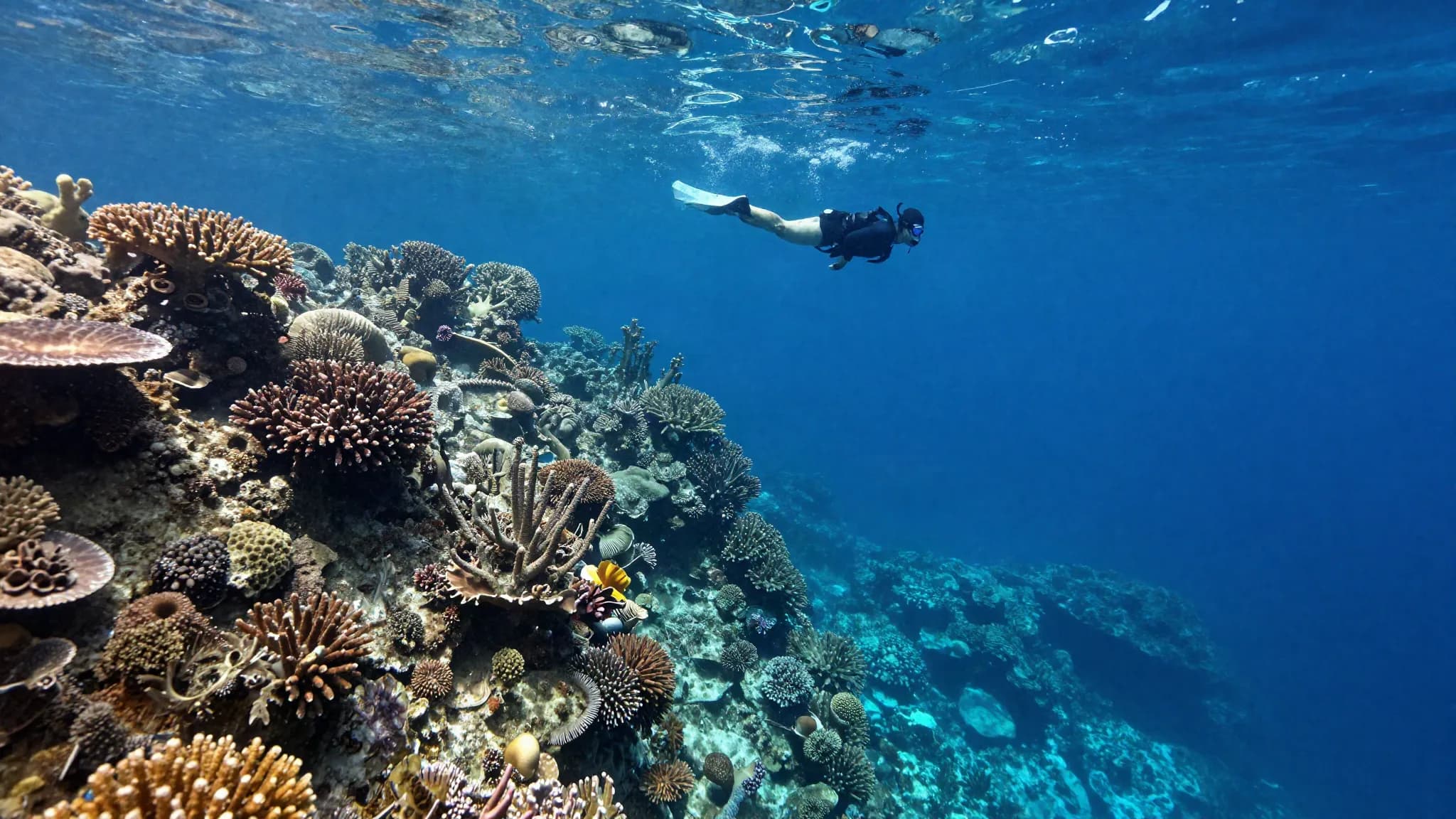 A reef wall dropping into deep water with a freediver above