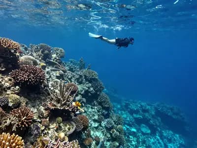 A reef wall dropping into deep water with a freediver above