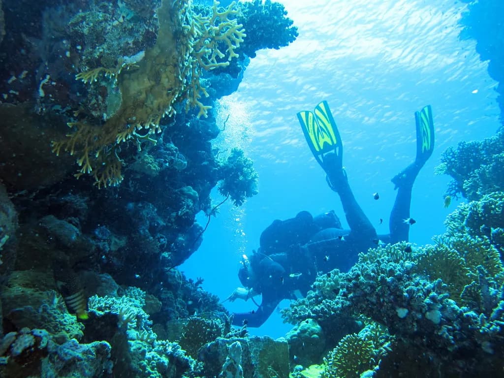 A scuba diver and a freediver near the same coral reef, showing the contrast in equipment between the two disciplines