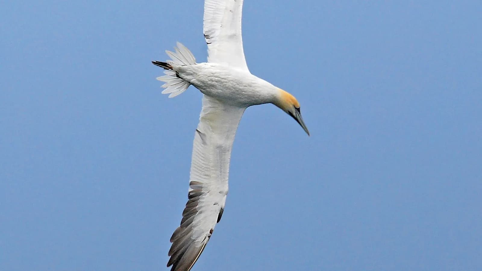 A northern gannet seen from below in flight over Shetland against a blue sky, photographed in August 2009, a file photograph of the species and not from the study