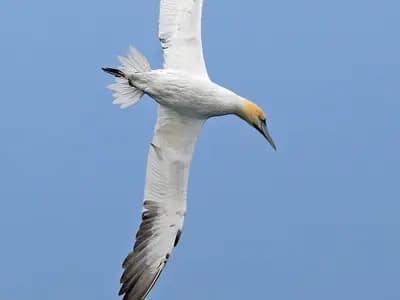 A northern gannet seen from below in flight over Shetland against a blue sky, photographed in August 2009, a file photograph of the species and not from the study