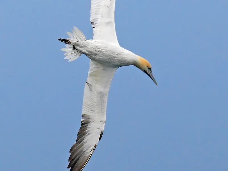 A northern gannet seen from below in flight over Shetland against a blue sky, photographed in August 2009, a file photograph of the species and not from the study