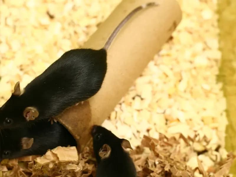 Three laboratory mice in a cage with bedding and a cardboard tube