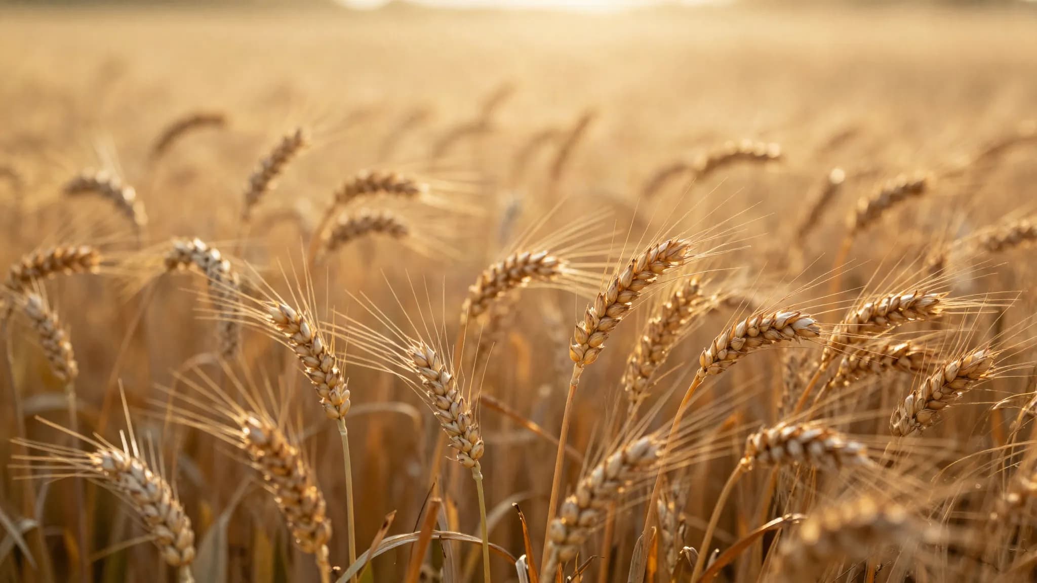 Golden ears of wheat backlit by low evening sun