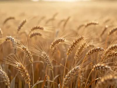 Golden ears of wheat backlit by low evening sun