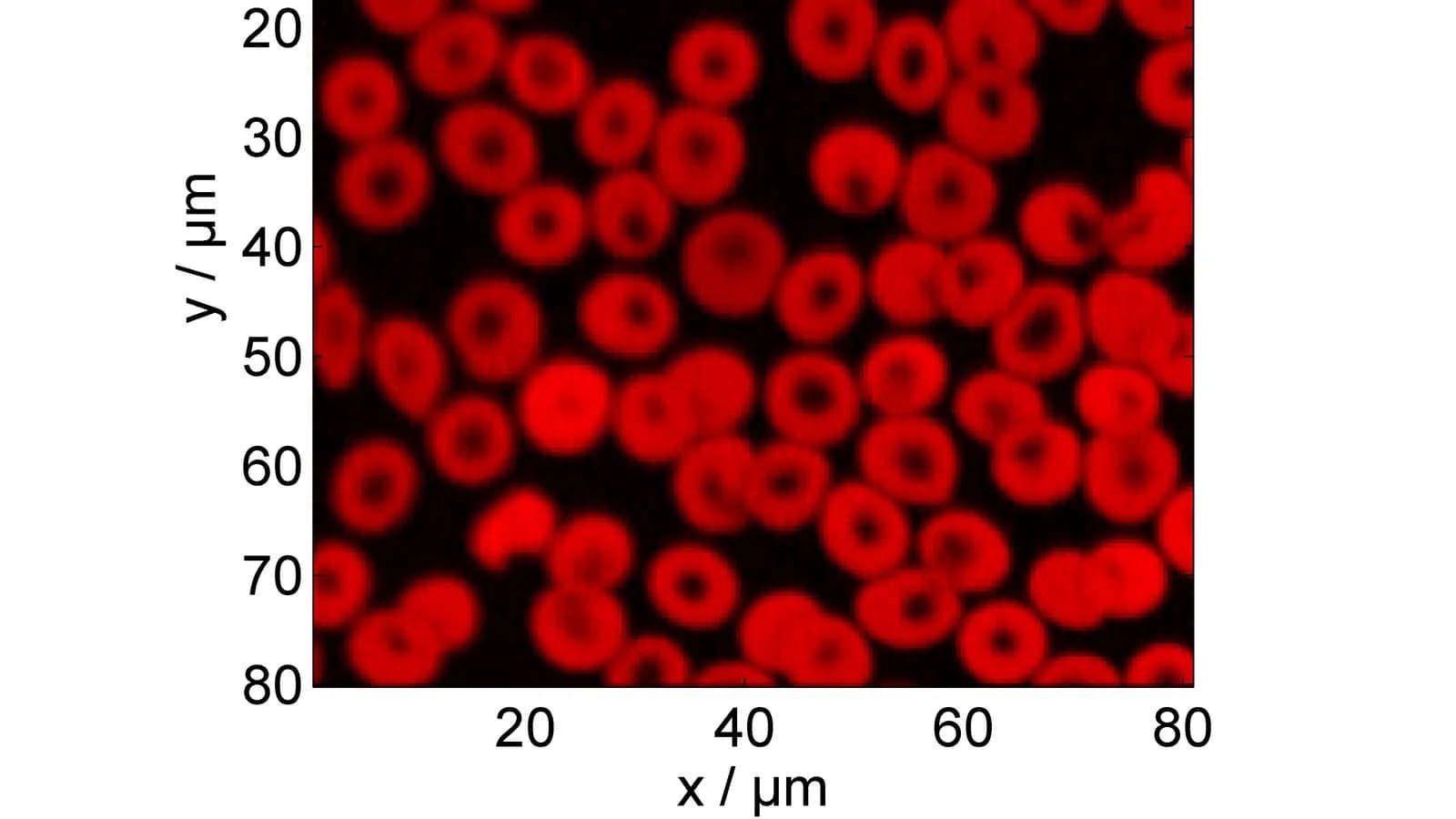 A micrograph of human red blood cells