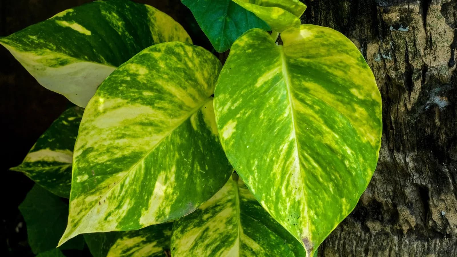 The variegated leaves of a golden pothos, Epipremnum aureum, one of the plants that tolerates conditioned air