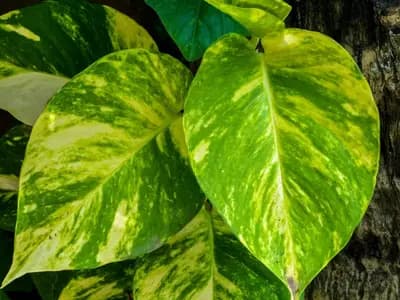The variegated leaves of a golden pothos, Epipremnum aureum, one of the plants that tolerates conditioned air
