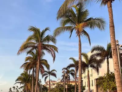 Palm trees and hotel buildings along the Malecon seafront in Puerto Vallarta, Mexico, photographed in February 2023, a file photograph illustrative of the resort area and not of Hurricane Simon's approach