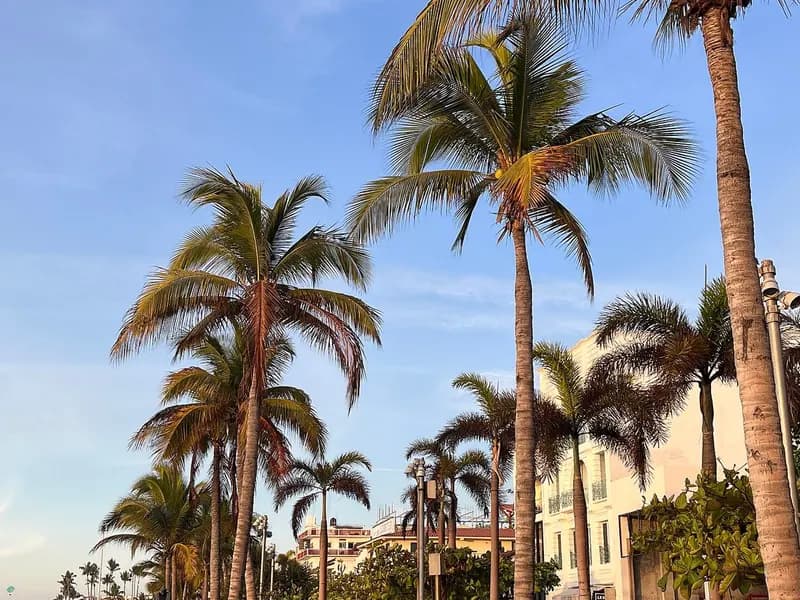 Palm trees and hotel buildings along the Malecon seafront in Puerto Vallarta, Mexico, photographed in February 2023, a file photograph illustrative of the resort area and not of Hurricane Simon's approach