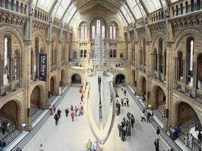 Hintze Hall at the Natural History Museum in London, where the skull fragment has been held since 1924, with the blue whale skeleton overhead, photographed on 13 May 2026, a file photograph of the museum and not of the fossil