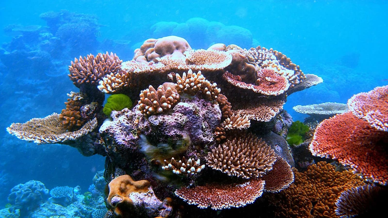 A colourful outcrop of plate and branching corals on Flynn Reef, part of the Great Barrier Reef near Cairns, Queensland, photographed on 24 July 2010, a file photograph illustrative of coral reefs and not of the IUCN assessment