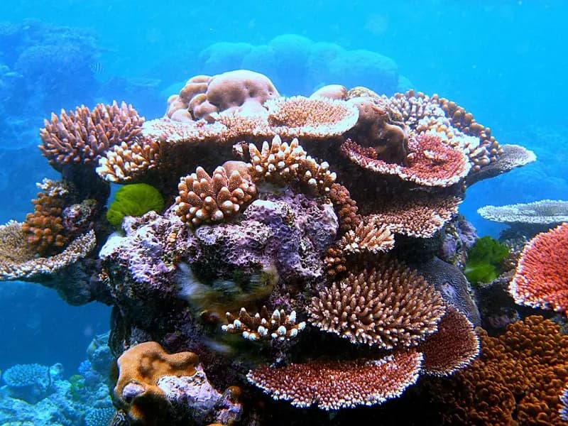 A colourful outcrop of plate and branching corals on Flynn Reef, part of the Great Barrier Reef near Cairns, Queensland, photographed on 24 July 2010, a file photograph illustrative of coral reefs and not of the IUCN assessment