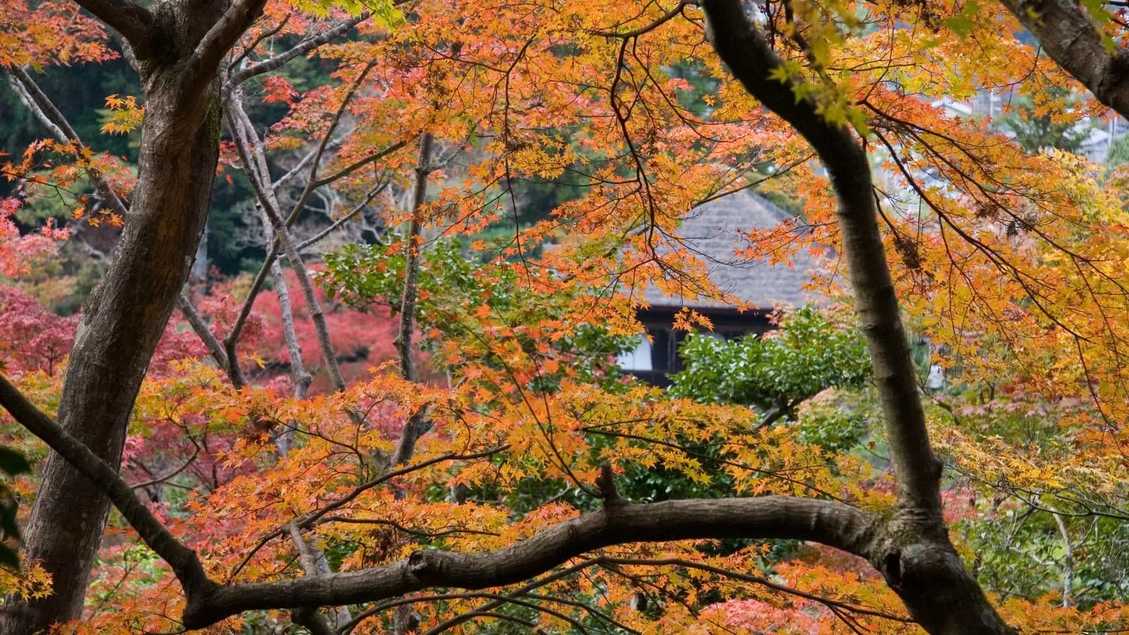 Maple trees in orange and red autumn colour at Ginkaku-ji temple in Kyoto, photographed in November 2007