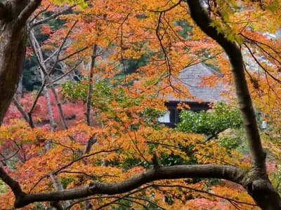 Maple trees in orange and red autumn colour at Ginkaku-ji temple in Kyoto, photographed in November 2007