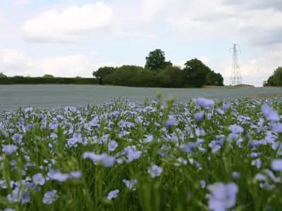 A field of flax in flower, the pale blue blossom that lasts a single morning on each plant, with hedgerow trees beyond