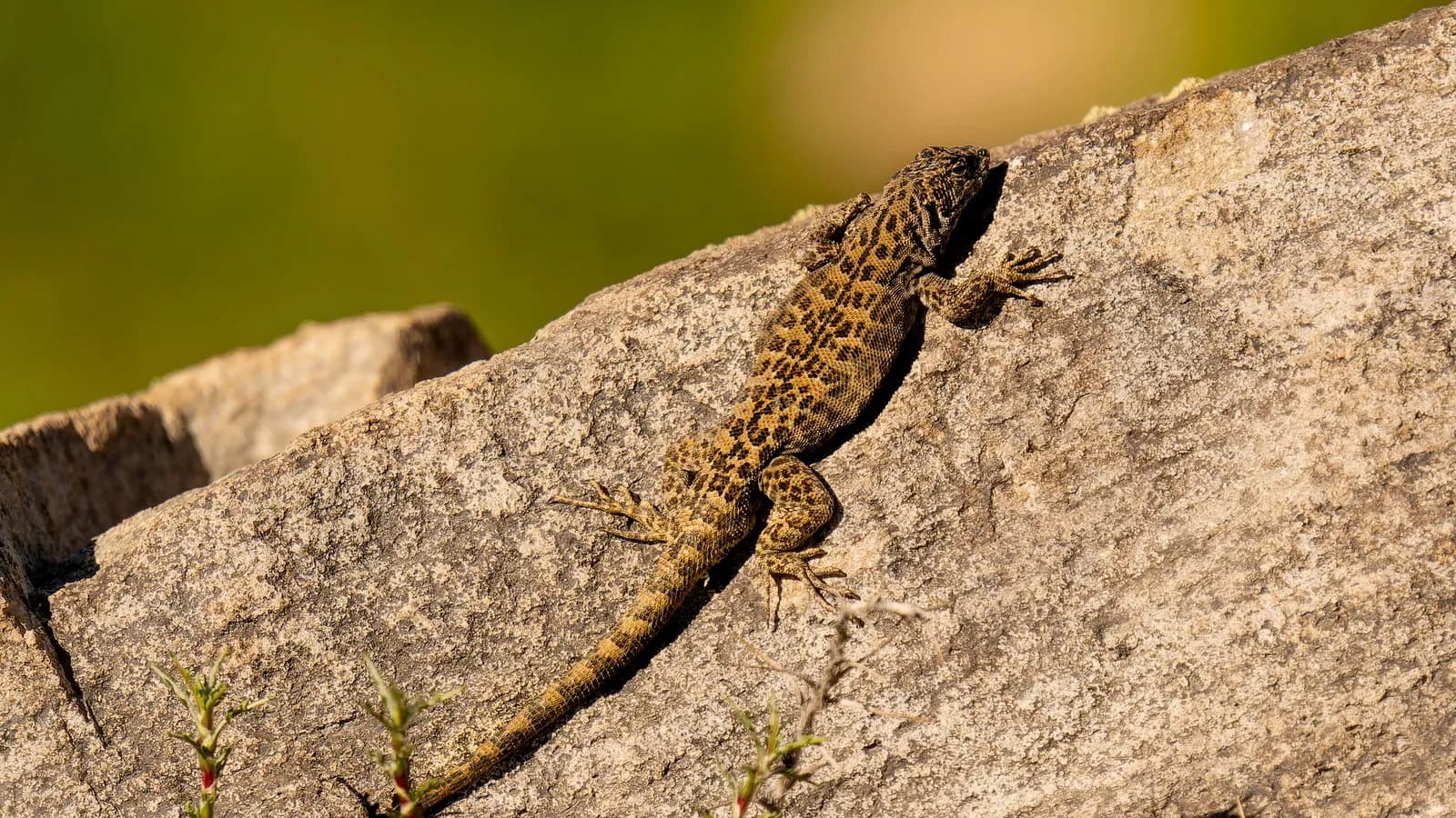 A Liolaemus lizard of a different species, Liolaemus leopardinus, photographed in November 2021 and shown only as an example of the genus, not the newly described species
