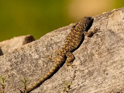 A Liolaemus lizard of a different species, Liolaemus leopardinus, photographed in November 2021 and shown only as an example of the genus, not the newly described species