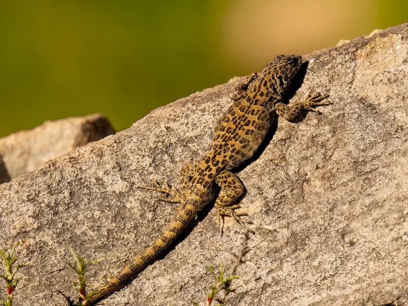 A Liolaemus lizard of a different species, Liolaemus leopardinus, photographed in November 2021 and shown only as an example of the genus, not the newly described species