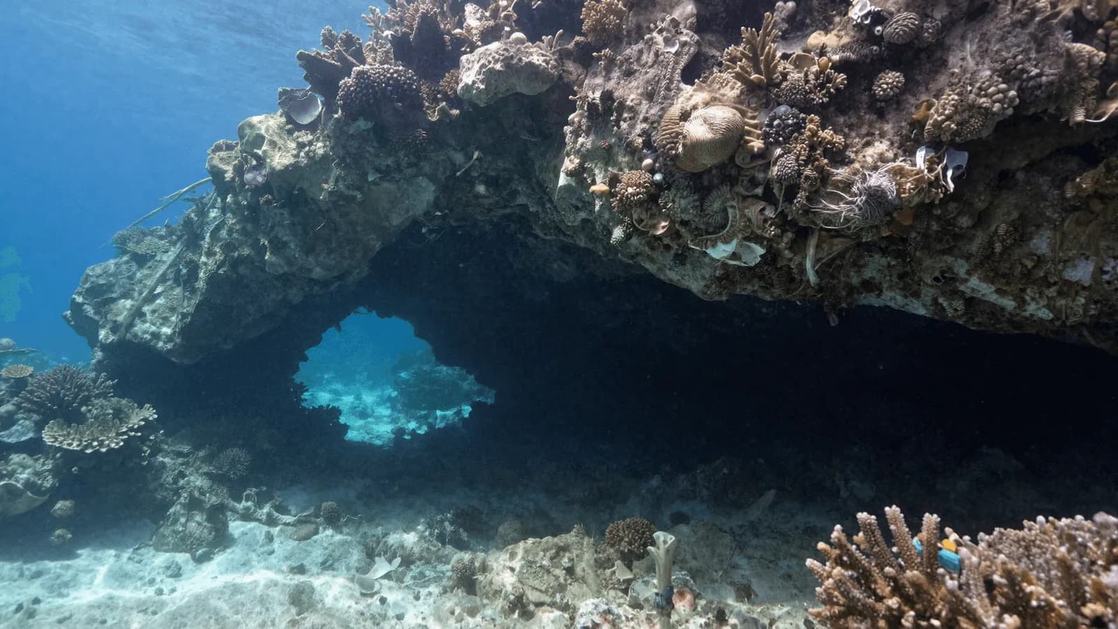 The mouth of an underwater cave in blue water, the passage beyond it dark