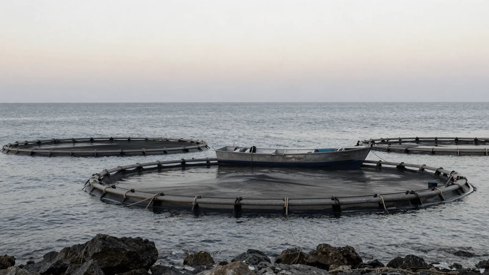 Circular aquaculture net pens on open water at first light off a rocky Mediterranean coast