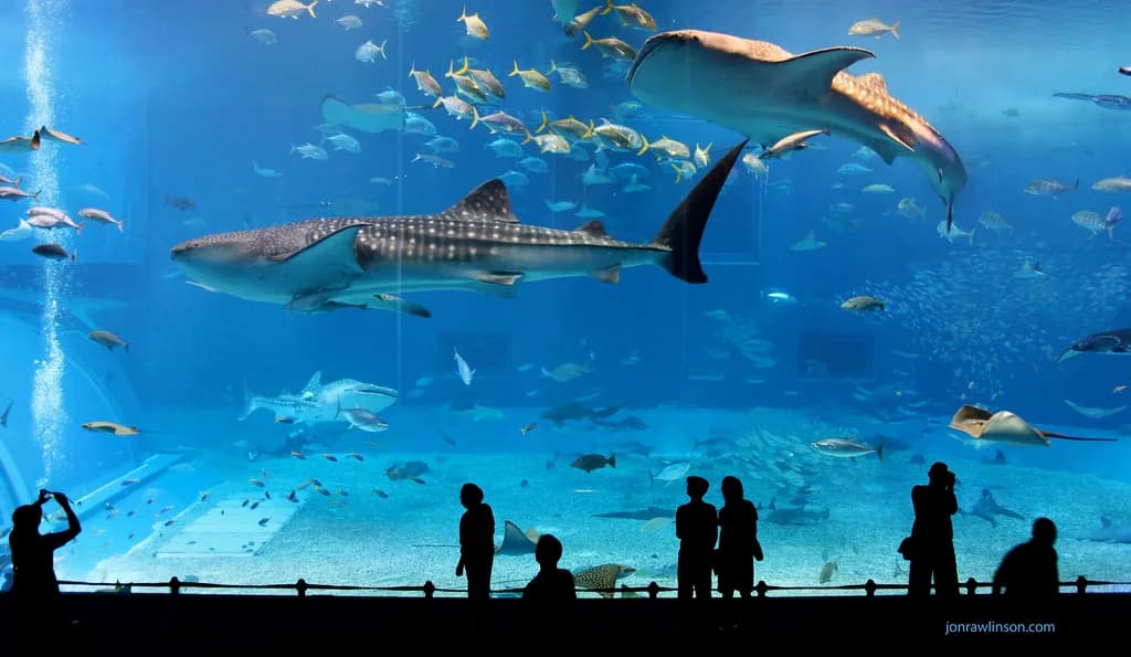 A whale shark swimming near snorkelers in clear Indian Ocean water