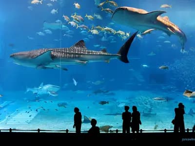 A whale shark swimming near snorkelers in clear Indian Ocean water