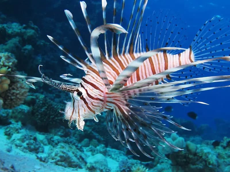 A common lionfish, Pterois miles, hanging over coral at Shaab El Erg reef in the Egyptian Red Sea, venomous spines fanned out