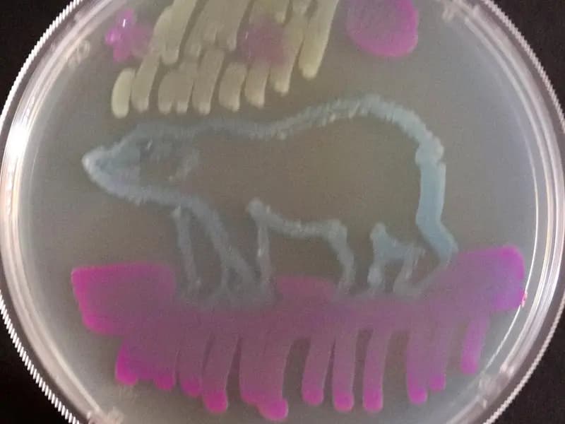 Bacterial colonies grown in patterns on an agar plate. These are E. coli; the MIT circuits use colonies of Pantoea agglomerans printed onto agar in the same way