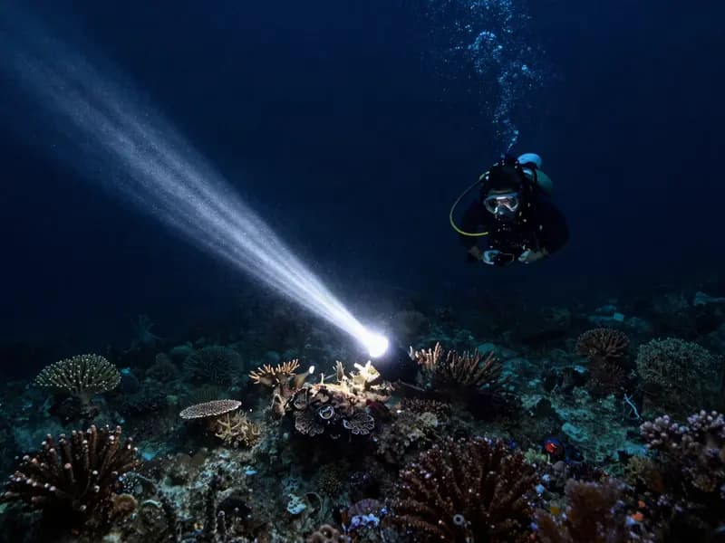 A diver's torch beam lighting a patch of reef in dark water