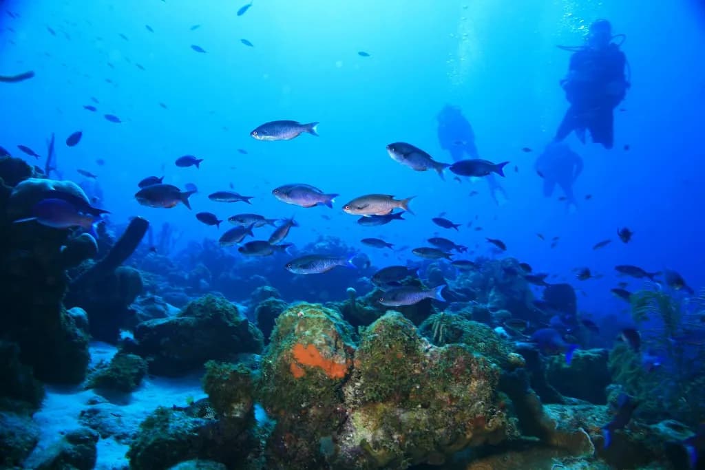 A scuba diver descending through open blue water with visibility fading into the deep