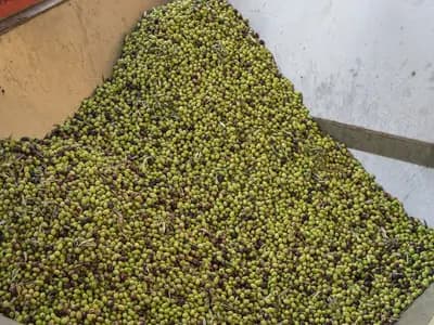 A heap of freshly harvested olives waiting for pressing at an oil mill in Drosia, Greece, in October 2019