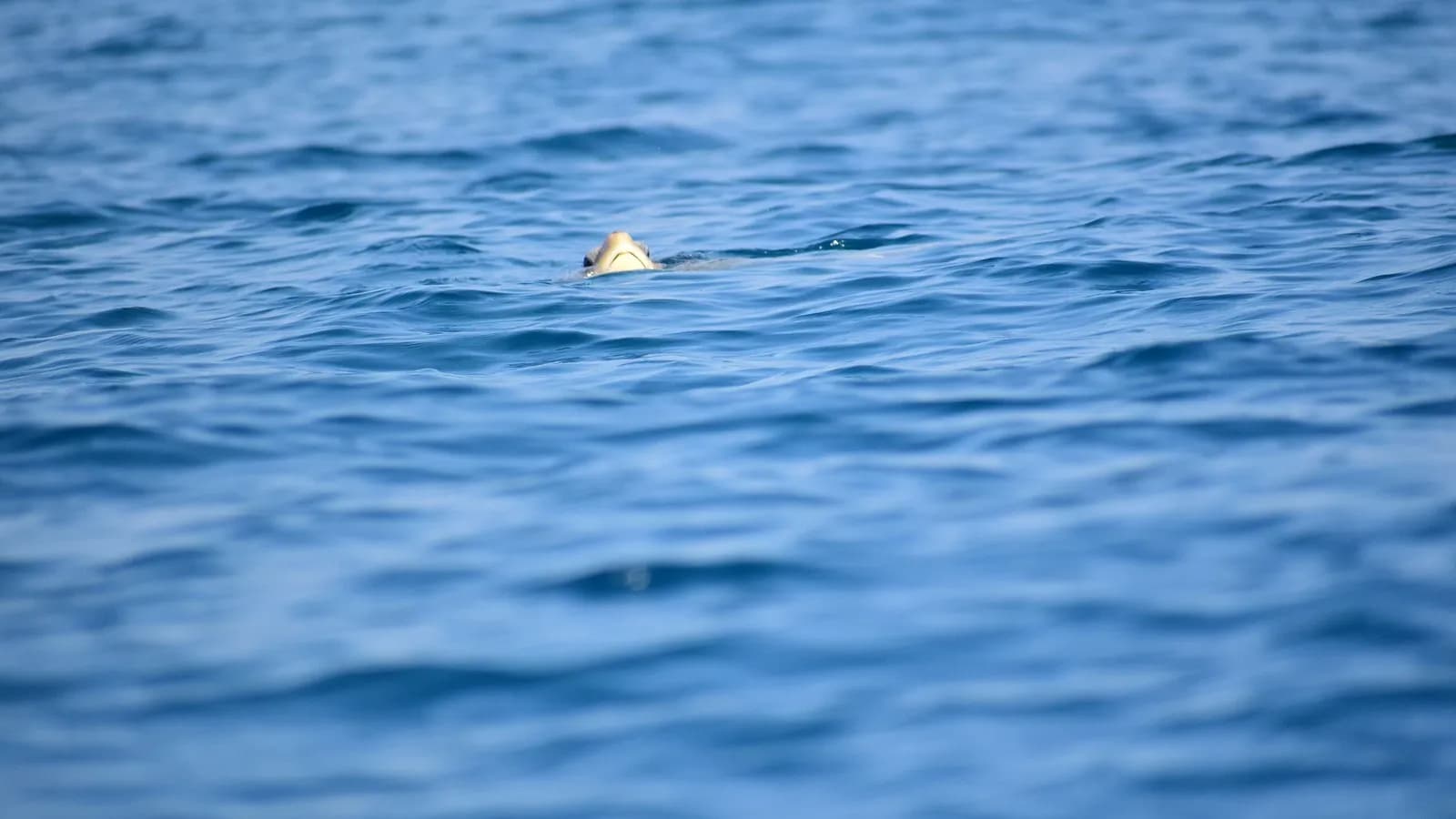 An olive ridley sea turtle, the species that nested near Seal Beach, photographed in March 2023 and not one of the animals involved in the California nesting event