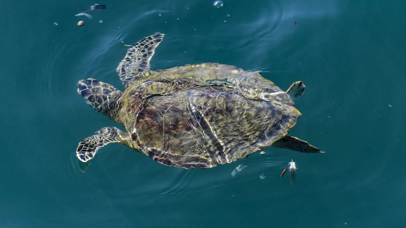 A green sea turtle swimming near a pier, illustrative of the species affected and not one of the turtles found near Bimmah Beach, photographed in October 2019
